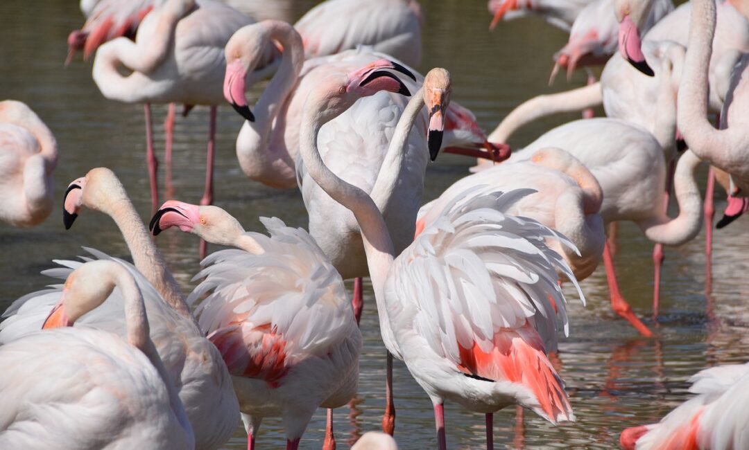 En_route_pour_la_Camargue_:_astuces_et_conseils_pour_un_voyage_réussi