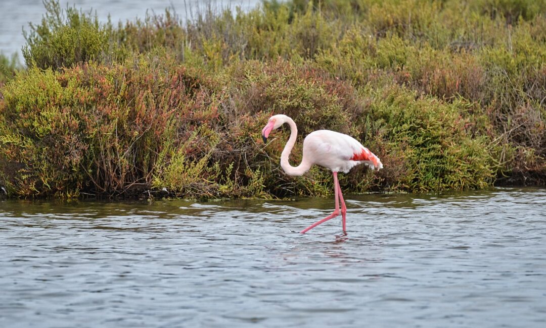 Explorer_la_Camargue_:_Top_5_des_activités_incontournables
